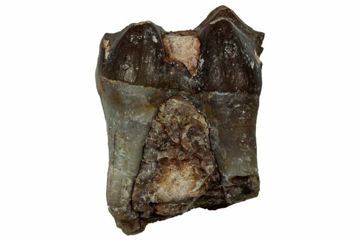 Fossil Oreodont (Merycoidodon) Molar - South Dakota #300264